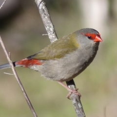 Neochmia temporalis (Red-browed Finch) at Black Range, NSW - 30 Jul 2020 by MatthewHiggins