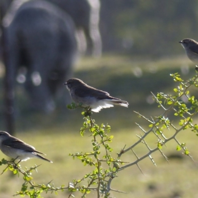 Microeca fascinans (Jacky Winter) at Black Range, NSW - 30 Jul 2020 by MatthewHiggins