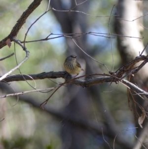 Acanthiza lineata at Black Range, NSW - 30 Jul 2020