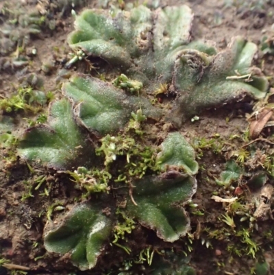 Riccia cartilaginosa (Liverwort) at Lyneham Ridge - 13 Jul 2020 by RWPurdie