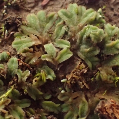 Riccia sorocarpa (Common Crystalwort) at O'Connor Ridge to Gungahlin Grasslands - 13 Jul 2020 by RWPurdie