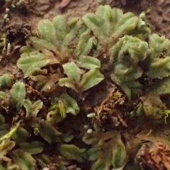 Riccia sorocarpa (Common Crystalwort) at Lyneham Ridge - 13 Jul 2020 by RWPurdie