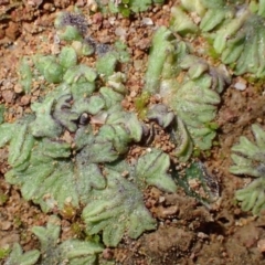 Riccia subbifurca (Liverwort) at Uriarra Recreation Reserve - 14 Jul 2020 by RWPurdie