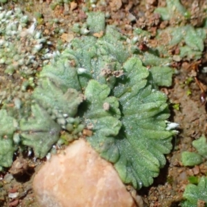 Riccia subbifurca at Stromlo, ACT - 15 Jul 2020