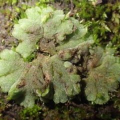 Riccia crystallina (Blue Crystalwort) at Uriarra Recreation Reserve - 14 Jul 2020 by RWPurdie