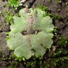 Riccia crystallina at Coree, ACT - 15 Jul 2020 12:23 AM