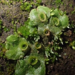Marchantia polymorpha (Common liverwort) at Uriarra Recreation Reserve - 14 Jul 2020 by RWPurdie