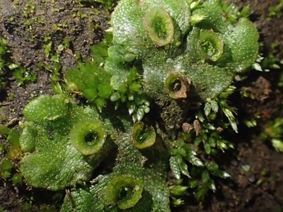 Marchantia polymorpha (Common liverwort) at Coree, ACT - 15 Jul 2020 by RWPurdie