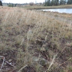 Austrostipa bigeniculata (Kneed Speargrass) at Nimmitabel, NSW - 15 Jul 2020 by MichaelBedingfield