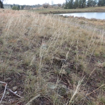 Austrostipa bigeniculata (Kneed Speargrass) at Nimmitabel, NSW - 15 Jul 2020 by michaelb