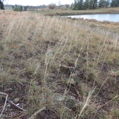 Austrostipa bigeniculata (Kneed Speargrass) at Nimmitabel, NSW - 15 Jul 2020 by MichaelBedingfield