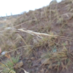 Austrostipa bigeniculata at Nimmitabel, NSW - 15 Jul 2020