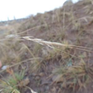 Austrostipa bigeniculata at Nimmitabel, NSW - 15 Jul 2020