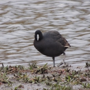 Fulica atra at Nimmitabel, NSW - 15 Jul 2020