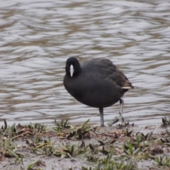Fulica atra (Eurasian Coot) at Nimmitabel, NSW - 15 Jul 2020 by michaelb