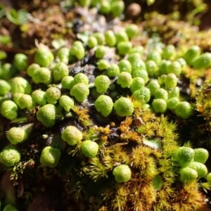 Asterella drummondii at Acton, ACT - 30 Jul 2020