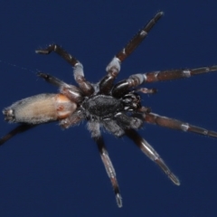 Lampona sp. (genus) (White-tailed spider) at Evatt, ACT - 30 Jul 2020 by TimL