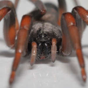 Lampona sp. (genus) at Evatt, ACT - 30 Jul 2020