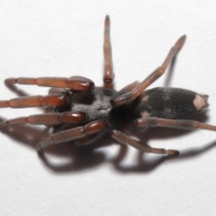 Lampona sp. (genus) at Evatt, ACT - 30 Jul 2020