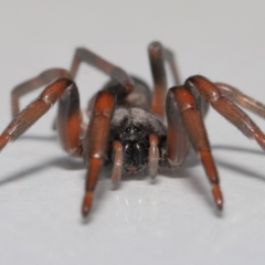 Lampona sp. (genus) at Evatt, ACT - 30 Jul 2020