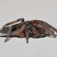 Lampona sp. (genus) at Evatt, ACT - 30 Jul 2020