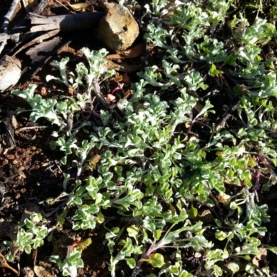 Stuartina sp. (genus) (A cudweed) at Majura, ACT - 31 Jul 2020 by SilkeSma