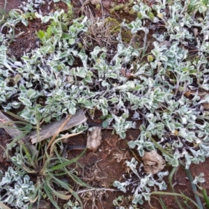 Stuartina sp. (genus) at Majura, ACT - 31 Jul 2020