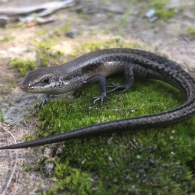 Carlia tetradactyla (Southern Rainbow Skink) at Albury - 29 Jul 2020 by Damian Michael