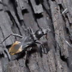 Daerlac nigricans (Ant Mimicking Seedbug) at Downer, ACT - 28 Jul 2020 by TimL