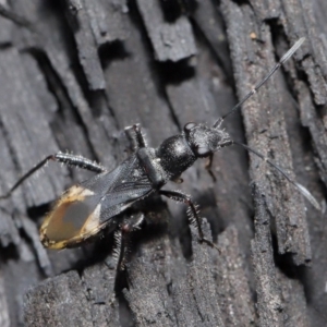 Daerlac nigricans at Downer, ACT - 28 Jul 2020