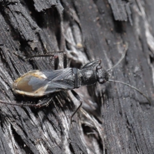 Daerlac nigricans at Downer, ACT - 28 Jul 2020