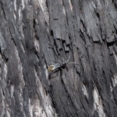 Daerlac nigricans at Downer, ACT - 28 Jul 2020