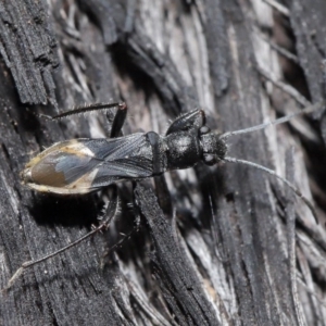 Daerlac nigricans at Downer, ACT - 28 Jul 2020