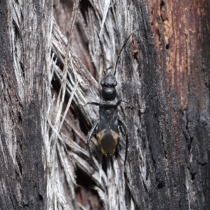 Daerlac nigricans at Downer, ACT - 28 Jul 2020