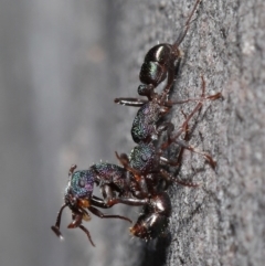 Rhytidoponera metallica at Downer, ACT - 28 Jul 2020 11:39 AM