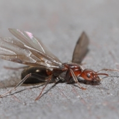 Papyrius nitidus (Shining Coconut Ant) at Hackett, ACT - 28 Jul 2020 by TimL