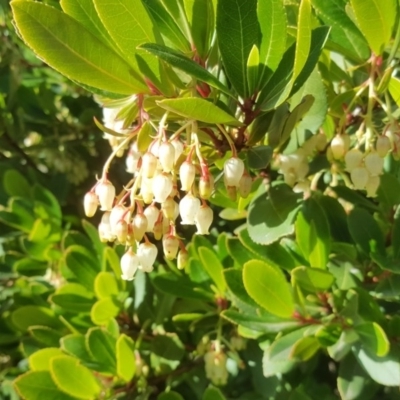 Arbutus unedo (Strawberry Tree) at Isaacs Ridge and Nearby - 30 Jul 2020 by Mike