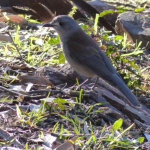 Colluricincla harmonica at Black Range, NSW - 31 Jul 2020