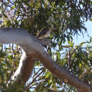 Oriolus sagittatus at Black Range, NSW - 31 Jul 2020