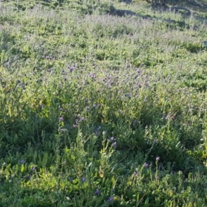 Echium plantagineum at Isaacs Ridge - 30 Jul 2020