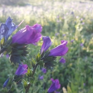 Echium plantagineum at Isaacs Ridge - 30 Jul 2020 07:30 PM