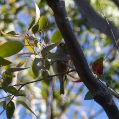 Zosterops lateralis (Silvereye) at Black Range, NSW - 31 Jul 2020 by MatthewHiggins