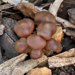 Laccaria sp. at Black Range, NSW - 31 Jul 2020 by Steph H