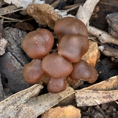 Laccaria sp. at Black Range, NSW - 31 Jul 2020 by Steph H