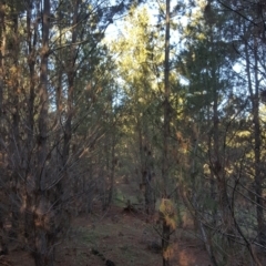 Pinus radiata (Monterey or Radiata Pine) at Isaacs Ridge and Nearby - 30 Jul 2020 by Mike