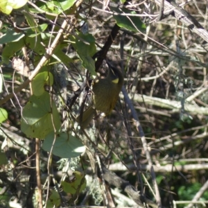 Meliphaga lewinii at Black Range, NSW - 30 Jul 2020