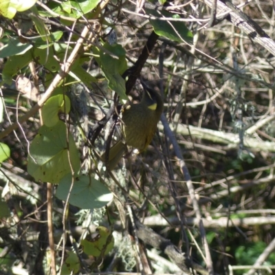 Meliphaga lewinii (Lewin's Honeyeater) at Black Range, NSW - 30 Jul 2020 by MatthewHiggins