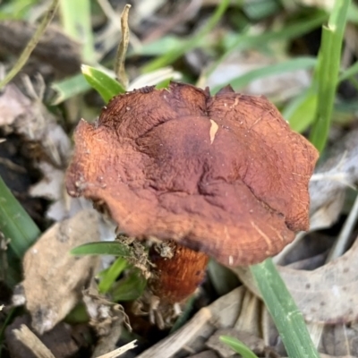 Laccaria sp. at Black Range, NSW - 31 Jul 2020 by Steph H