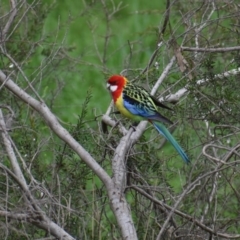 Platycercus eximius (Eastern Rosella) at Thurgoona, NSW - 3 Jul 2020 by ChrisAllen