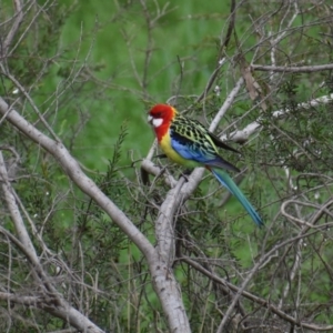 Platycercus eximius at Thurgoona, NSW - 3 Jul 2020